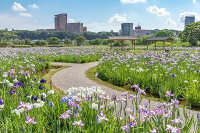 a path through a field of flowers in a park at tkm\u5317\u5c0f\u5ca91\u4e01\u76ee203 in Tokyo