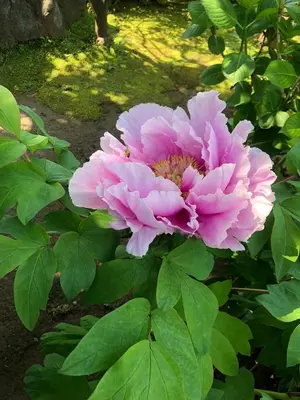 a pink flower on a bush with green leaves at 102 \u5c71\u624b\u7ebf\u8fd1\u4e0a\u91ce\u4e00\u7ad9\u6e29\u99a8\u65b0\u516c\u5bd3 in Tokyo