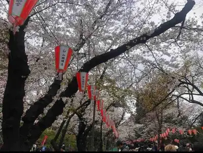 a group of red and white kites hanging from a tree at 201\u53f7 \u5c71\u624b\u7ebf\u8fd1\u4e0a\u91ce\u4e00\u7ad9\u590d\u5f0f\u6e29\u99a8\u65b0\u516c\u5bd3 in Tokyo
