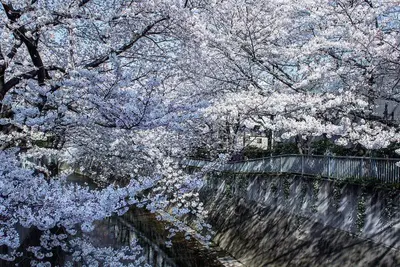 a tree with white flowers on it next to a river at \u5317\u65b0\u5bbf\u306e\u4e00\u8ed2\u5bb6\u8cb8\u5207 3\u5bdd\u5ba45\u30d9\u30c3\u30c9 \u5927\u4e45\u4fdd\u99c5\u5f92\u6b6912\u5206 \u65b0\u5bbf\u6c60\u888b\u539f\u5bbf\u6e0b\u8c37\u30a8\u30ea\u30a2 in Tokyo