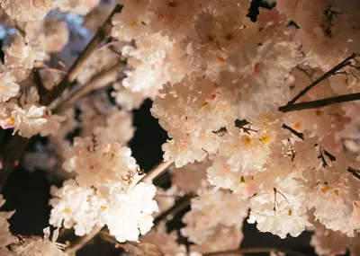 a bunch of white flowers on a tree at A-LifePENTHOUSE in Tokyo