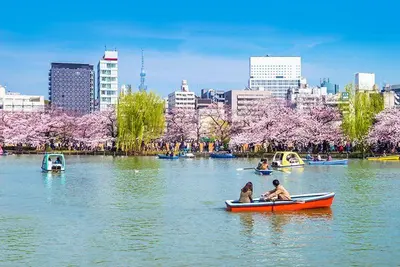 two people in a row boat in a river with cherry trees at \u6625\u660eHouse in Tokyo