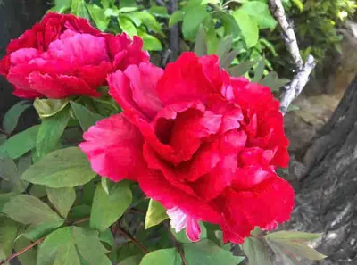 a red rose is growing in a garden at 202 Yamanote Line Near Ueno Newly Built Cozy Apartment in Tokyo