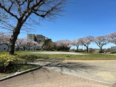 a park withakura trees in a park with a sidewalk at bai\u5965\u62382\u4e01\u76ee in Tokyo