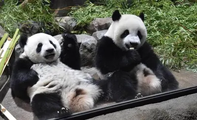 three panda bears sitting on a pile of rocks at -Park Higashiueno- 4-minute walk from Ueno Station in Tokyo