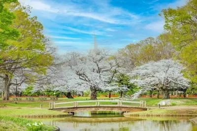 a bridge over a pond in a park with flowering trees at \u539f\u7530\u5c4b Hotel8F in Tokyo