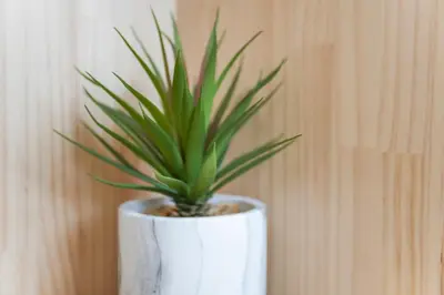 a plant in a white vase sitting on a table at Asakusa 5 Chome One Bedroom KazeNoItsu 101 in Tokyo