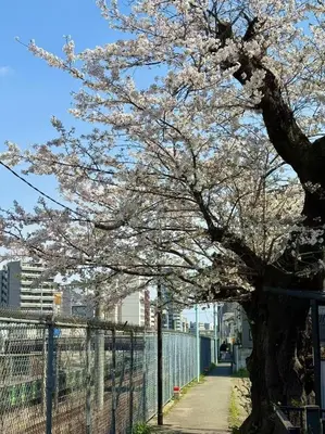 a tree with white flowers on a sidewalk at \u5c71\u624b\u7dda\u6c60\u888b\u99c5\u5f92\u6b6915\u5206 \u5927\u585a\u99c5\u5f92\u6b6910\u5206 in Tokyo