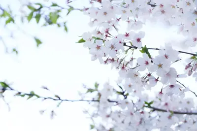 a bunch of white flowers on a tree at The Sakura House - Great access to Ikebukuro, Shinjuku, Shibuya, more - Private 4DK detached house - 1 shower and 2 toilets - Experience Japanese culture in Tokyo