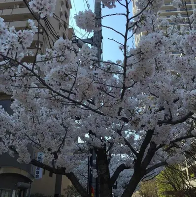 a tree with white flowers on it in front of a building at \u8c4a\u5cf6\u5927\u585a\u3055\u304f\u3089\u6c11\u6cca in Tokyo