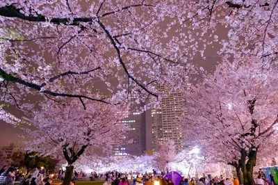 a crowd of people walking under cherry trees at night at 5mins from JR Kinshicho! Near Asakusa&Skytree! 1101 in Tokyo