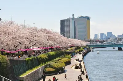 people walking on a sidewalk next to a river with cherry trees at 5mins from JR Kinshicho! Near Asakusa&Skytree! 1101 in Tokyo
