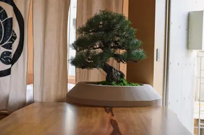 a bonsai tree sitting on top of a table at Tsubomi Shibuya in Tokyo