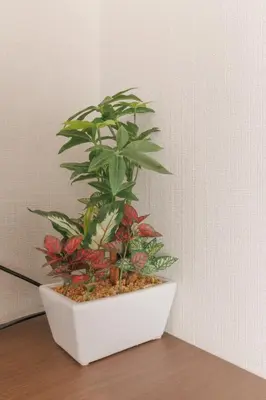 a plant in a white pot sitting on a table at LANG HOTEL Kameido - Vacation STAY 76905v in Tokyo