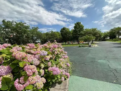 a bunch of pink flowers in a parking lot at Adachi-ku - House - Vacation STAY 19179 in Tokyo