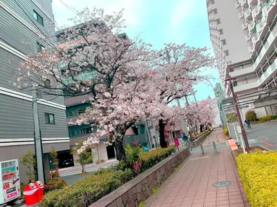 a tree with pink flowers on a sidewalk at \u98a8\u82b1Fuka\u6c11\u6cca\u5927\u68ee\u672c\u753a in Tokyo