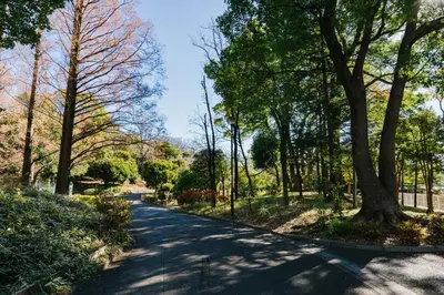 a road in a park with trees on either side at \u98a8\u82b1Fuka\u6c11\u6cca\u5927\u68ee\u672c\u753a in Tokyo