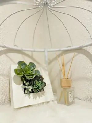 a plant sitting on top of a shelf at The Aki Shinjuku in Wada