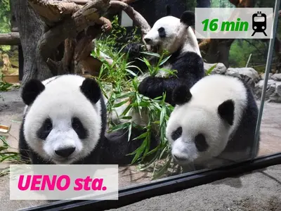 three pandas in a display case in a zoo at LAGOON Suite OHANA in Tokyo