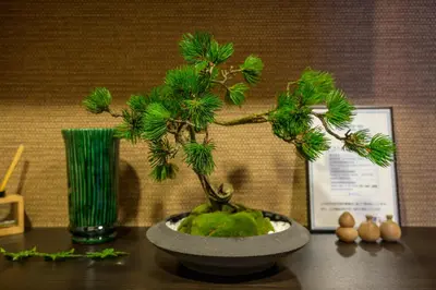a small green bonsai tree sitting on a table at Camo's Tokyo Oshiage in Tokyo