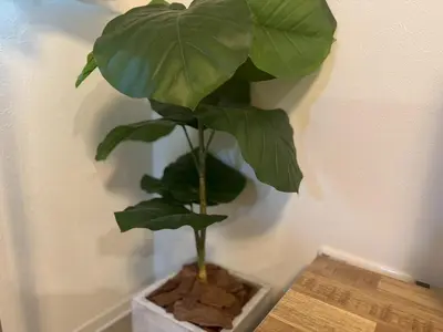 a green plant in a white pot on a table at La Residence East Tokyo301 - Vacation STAY 19857 in Tokyo