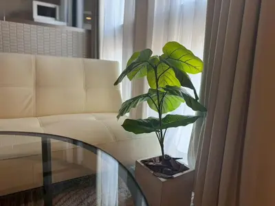 a plant sitting on a table next to a couch at La Residence East Tokyo202 - Vacation STAY 19859 in Tokyo