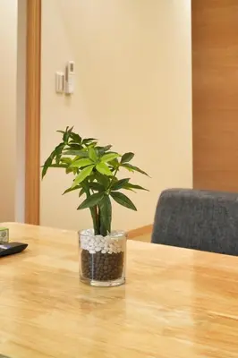 a potted plant sitting on top of a table at BSY101 Ueno Shizuku 101, 3 minutes from the station, convenient location, play around Tokyo, walk to Ueno business district in Tokyo
