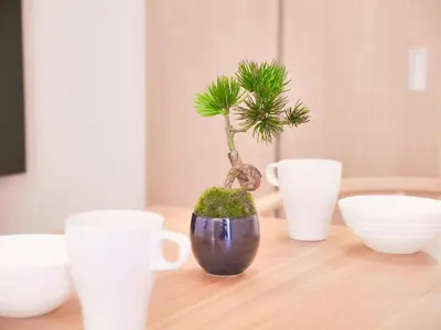 a small bonsai tree sitting on top of a table at Triphome Otsuka Sugamo in Tokyo