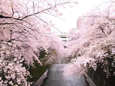 a tunnel of cherry trees with pink flowers at Tiare Home MOTOHASUNUMA in Tokyo