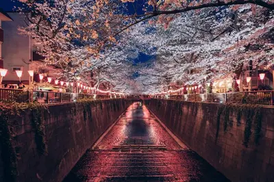 a tree hanging over a street at night at Meguro Sakura House close to Shibuya in Tokyo