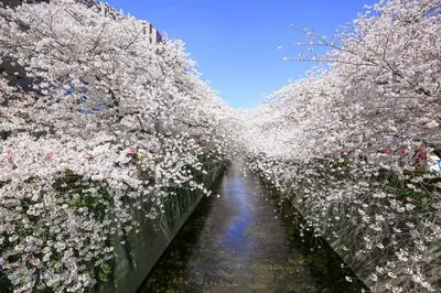 a row of cherry trees covered in white flowers at Meguro Sakura House close to Shibuya in Tokyo