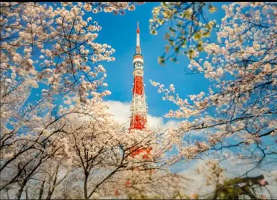 a red and white tower in the sky with trees at \u4e95\u4e0a\u9054\u4e5f\u8a2d\u8a08\u73fe\u4ee3\u98a8\u65c5\u9928 \u4eac\u6210\u7dda\u99c51\u5206 \u90fd\u5fc3\u79fb\u52d5\u4fbf\u5229 \u8fd1\u5317\u5343\u4f4f\u4e0a\u91ce\u6d45\u8349\u9280\u5ea7\u30b9\u30ab\u30a4\u30c4\u30ea\u30fc Wifi\u9577\u671f\u53ef WAGAMAMA\u5343\u4f4fS03\u5ba4 Y01\u5ba4 Y03\u5ba4 in Tokyo