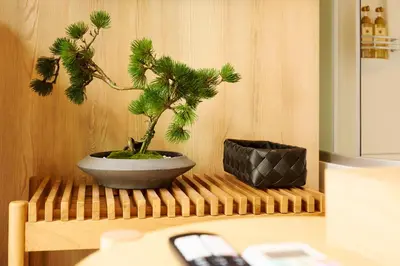 a plant in a pot sitting on a wooden shelf at \u30de\u30a4\u30b0\u30ec petit \u6e0b\u8c37\u539f\u5bbf in Tokyo