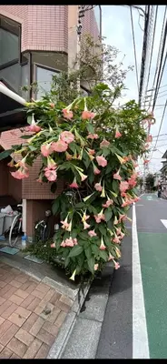 a bush of pink flowers on the side of a building at \u6771\u65b9\u306e\u6e2f\u6e7e25\u5e73\u65b9\u5927\u5e8a\u623f203Oriental Harbor 25 square meter king size bed room203 in Tokyo