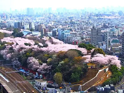 a city with pinkakura trees on a hill at Japan Tokyo Ueno Ikebukuro private house 5Ppl 3Bed 37m2 for Family in Tokyo