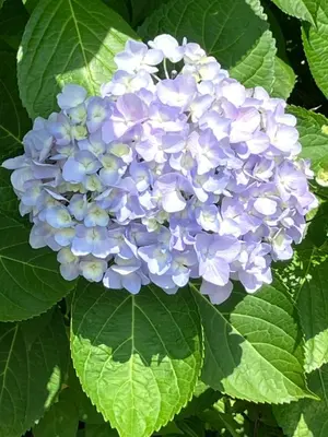 a close up of a blue flower with green leaves at Realization INN Horikiri in Tokyo