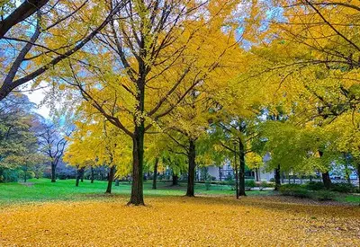 a group of trees with yellow leaves in a park at HANANOSATO\u677f\u6a4b\u4e2d\u4e38\u753aa in Tokyo