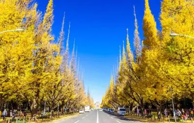 a street lined with trees with yellow leaves at Rtt\u5357\u5143\u753a12 in Tokyo