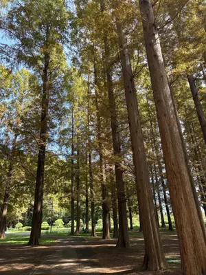 a path through the trees in the park at \u5730\u4e0b\u9244\u99c5\u5f92\u6b695\u5206 \u30c7\u30a3\u30ba\u30cb\u30fcDisney\u30d0\u30b9 \u7fbd\u7530\u7a7a\u6e2f \u30ea\u30e0\u30b8\u30f3\u30d0\u30b9 \u7bc9\u6d45 \u6c34\u5727\u826f JAPAN STAY Pearl in Tokyo