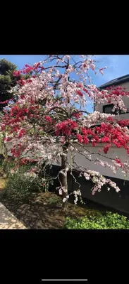 a flowering tree with pink flowers in front of a building at \u685c\u306e\u5c4b25\u5e73\u65b9\u5927\u5e8a\u623fSakura House 25 square meter king size bed room202 in Tokyo