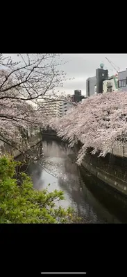 a river with cherry trees in front of a city at \u685c\u306e\u5c4b25\u5e73\u65b9\u5927\u5e8a\u623fSakura House 25 square meter king size bed room202 in Tokyo