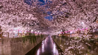 a canal with pink cherry blossom trees over it at 401, 6 min walk to subway stn, Tokyo Univ, Tokyo Tower, Tokyo-Dome direct by subway in Tokyo