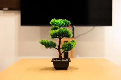 a small pine tree sitting on a table at Cityzen Tokyo in Tokyo