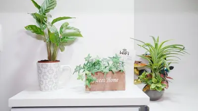 two potted plants sitting on top of a white shelf at LIO HOTEL Tokyo Nippori in Tokyo