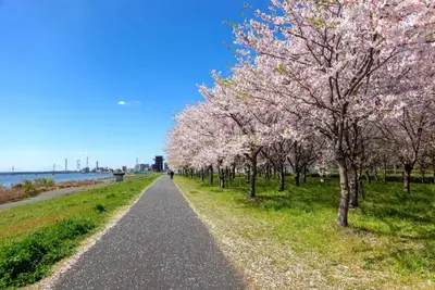 a road lined withakura trees in a park at BH Terrace Hirai 103 in Tokyo
