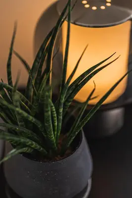 a plant in a pot next to a lamp at ERIKO HOTEL Azabujuban in Tokyo