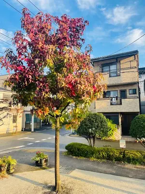 a tree with red leaves in front of a building at \u4e00\u53f6\u8ed2 \u6771\u4eac\u6c11\u5bbf One-Leaf House in Tokyo