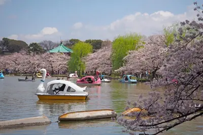 a swan boat on the water in a park at \u5bae\u5143in\u6d45\u8349\u96f7\u9580\u6d45\u8349\u5bfa\u305d\u3070\u306e\u4e00\u8ed2\u5bb6\u306e\u304a\u90e8\u5c4b1\u968e\u53c8\u306f2\u968e in Tokyo