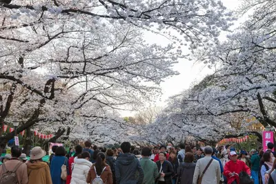 a crowd of people walking under cherry blossom trees at \u5bae\u5143in\u6d45\u8349\u96f7\u9580\u6d45\u8349\u5bfa\u305d\u3070\u306e\u4e00\u8ed2\u5bb6\u306e\u304a\u90e8\u5c4b1\u968e\u53c8\u306f2\u968e in Tokyo