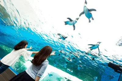 two women looking at the dolphins in the water at HOTEL LUANA in IKEBUKURO HIGASHINAGASAKI in Tokyo